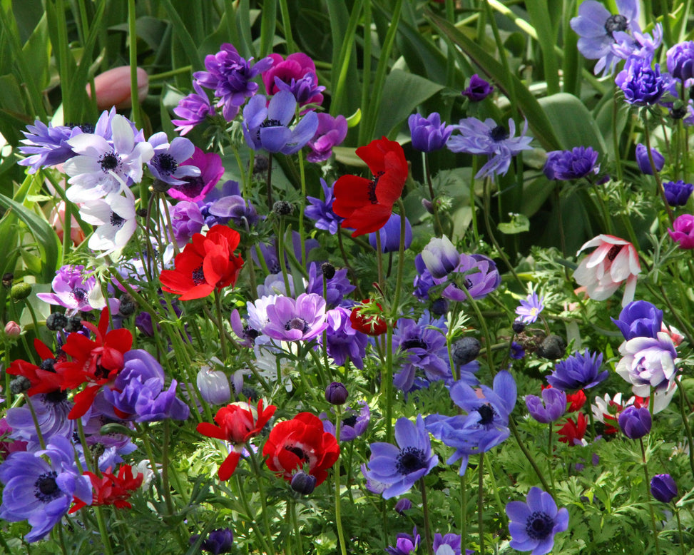 Anemone coronaria 'De Caen'