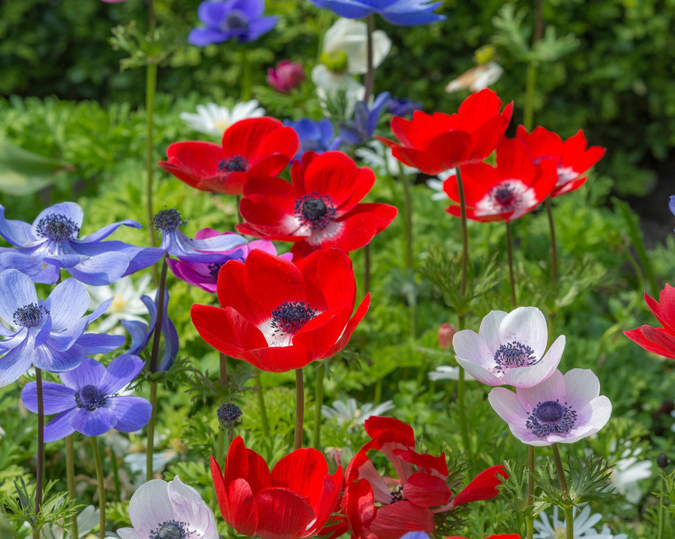 Flower Bulbscoronaria De Caen Bulbs UK - 3