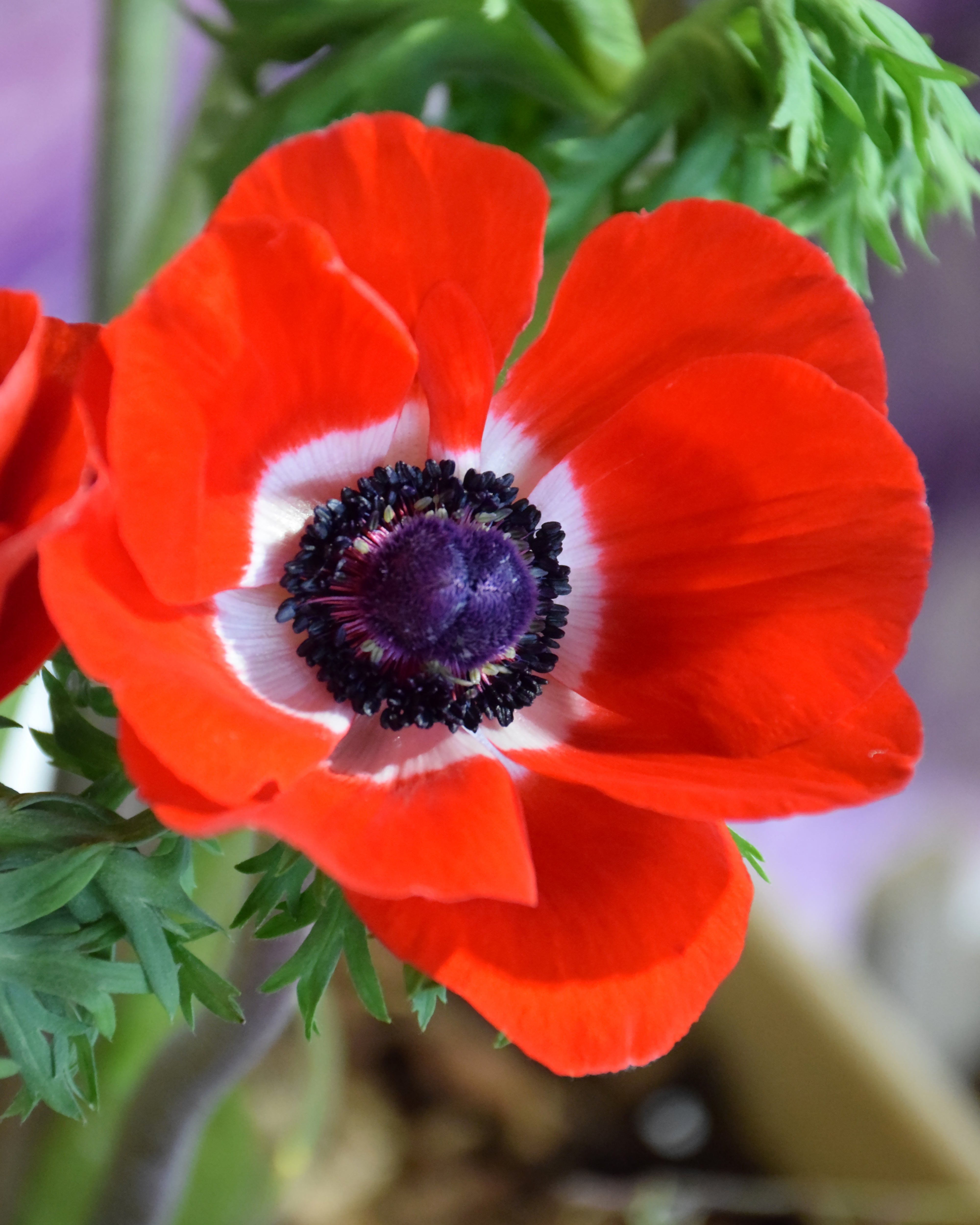 Anemone Hollandia Bulbs Uk