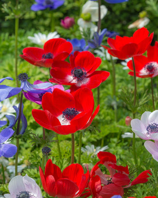 Anemone 'Hollandia' Anemone 'Hollandia'