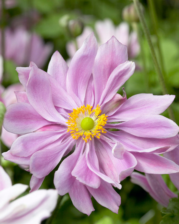 Anemone 'Königin Charlotte'