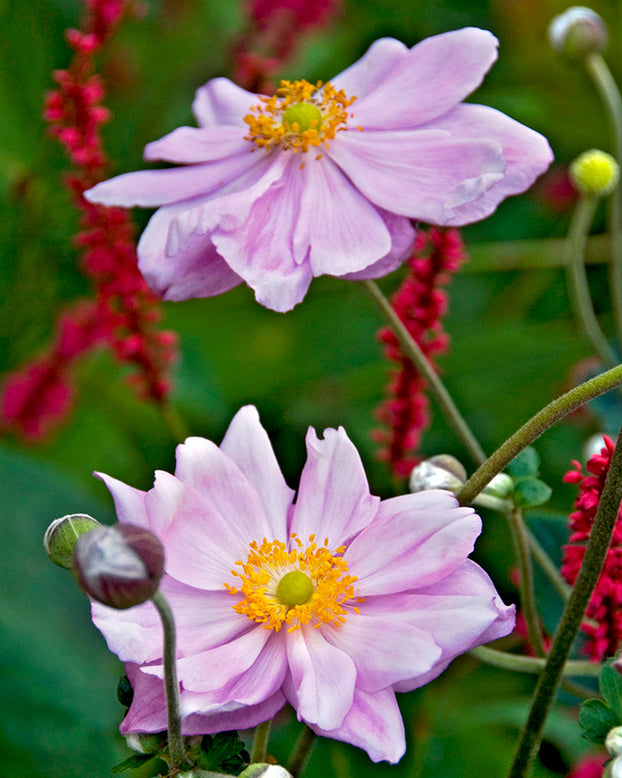Anemone 'Königin Charlotte'