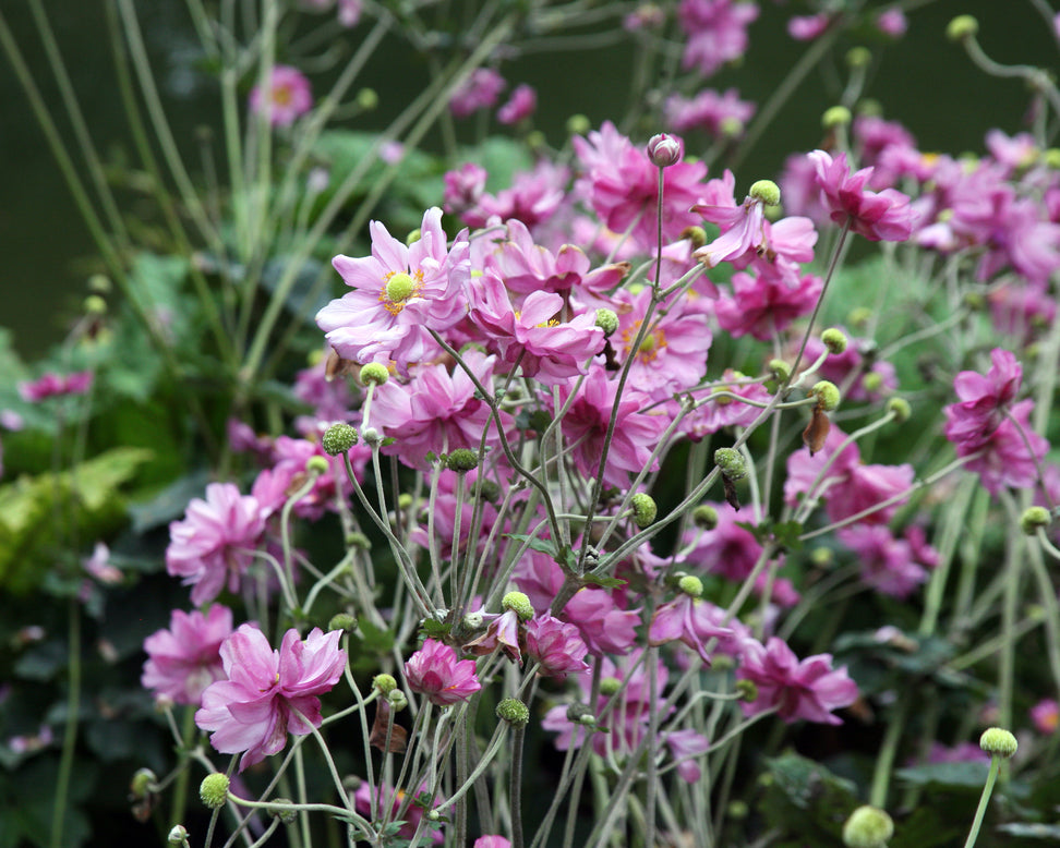 Anemone 'Königin Charlotte'