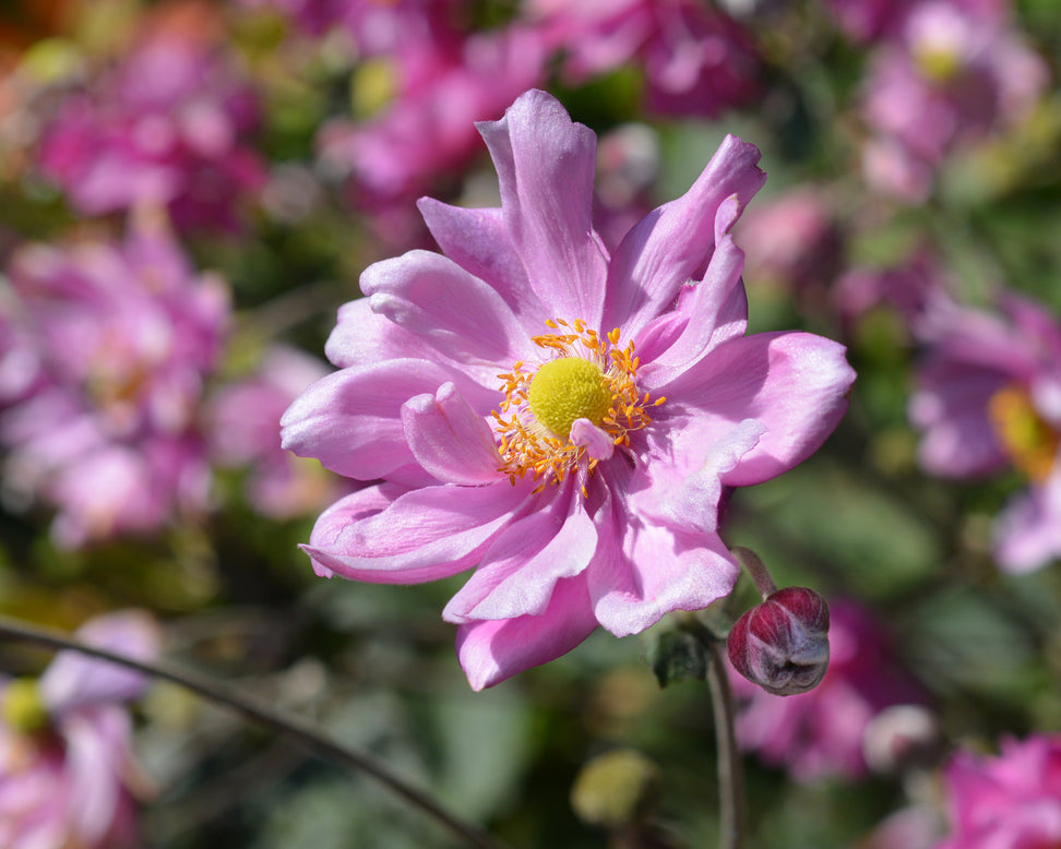 Anemone 'Königin Charlotte'