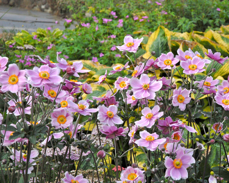 Anemone 'Königin Charlotte'