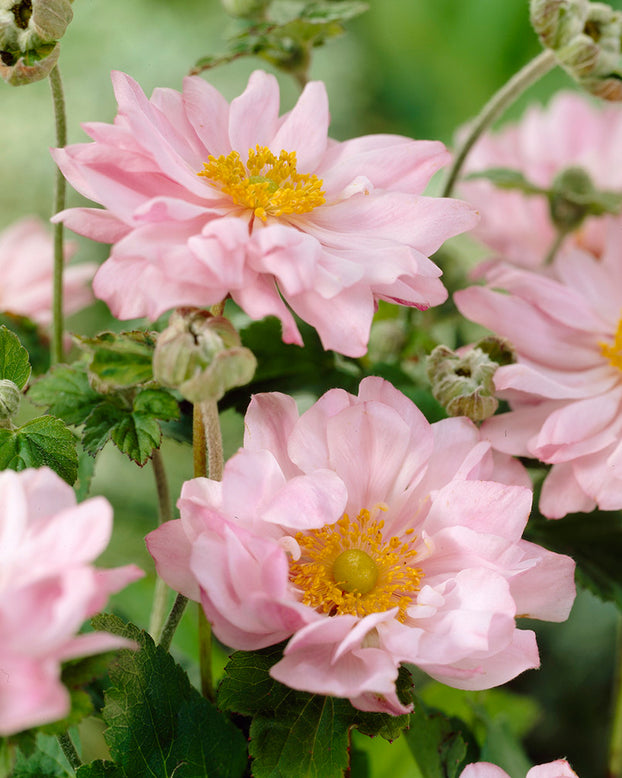 Anemone 'Königin Charlotte'