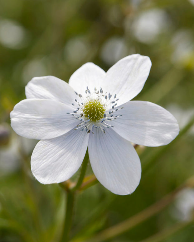 Anemone leveillei