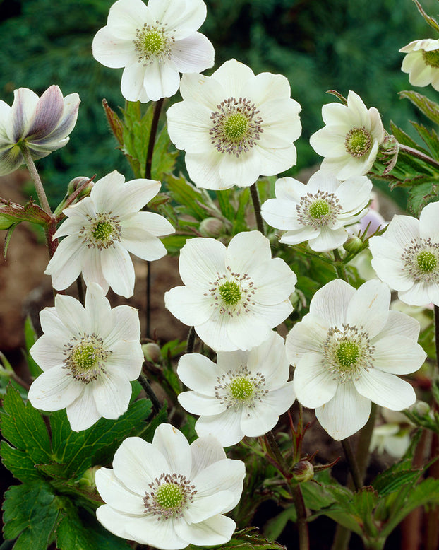 Anemone leveillei
