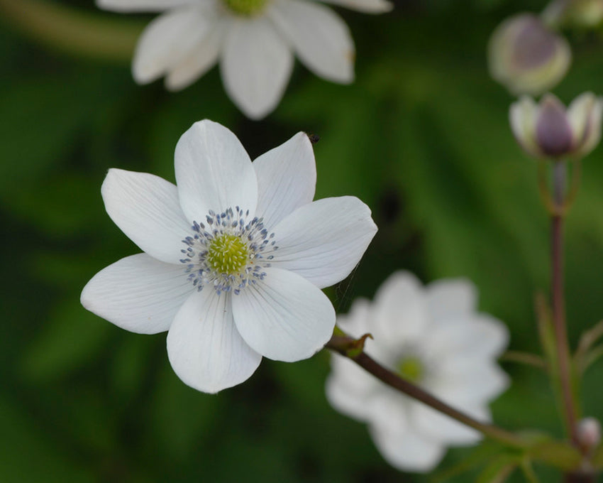 Anemone leveillei