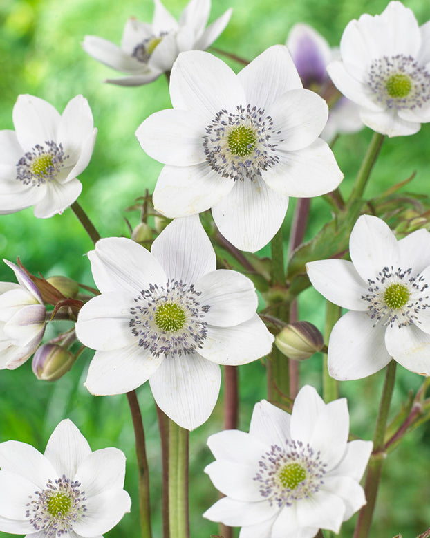 Anemone leveillei