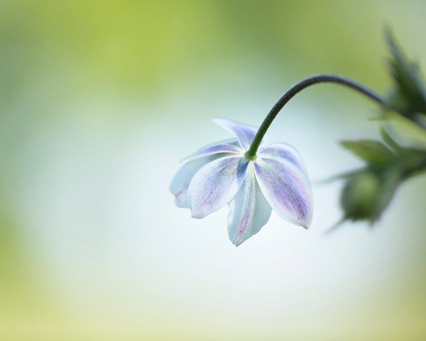 Anemone leveillei