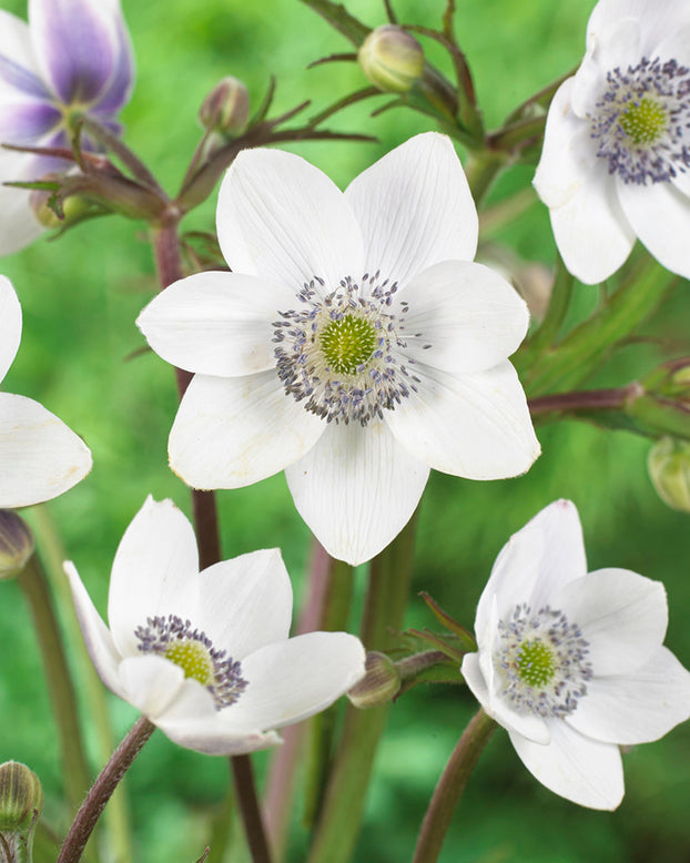 Anemone leveillei