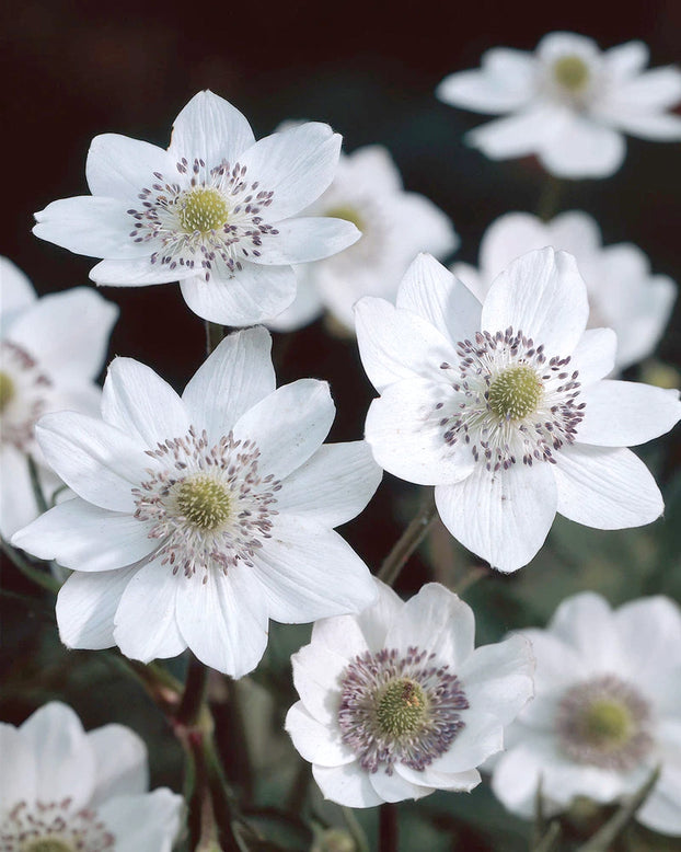 Anemone leveillei