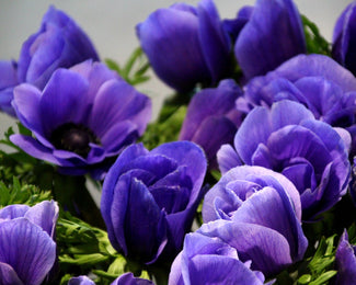 Anemone 'Mistral® Blu' Anemone 'Mistral® Blu'