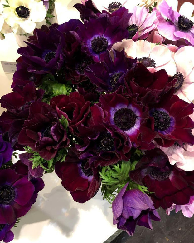 Anemone 'Mistral® Bordeaux'