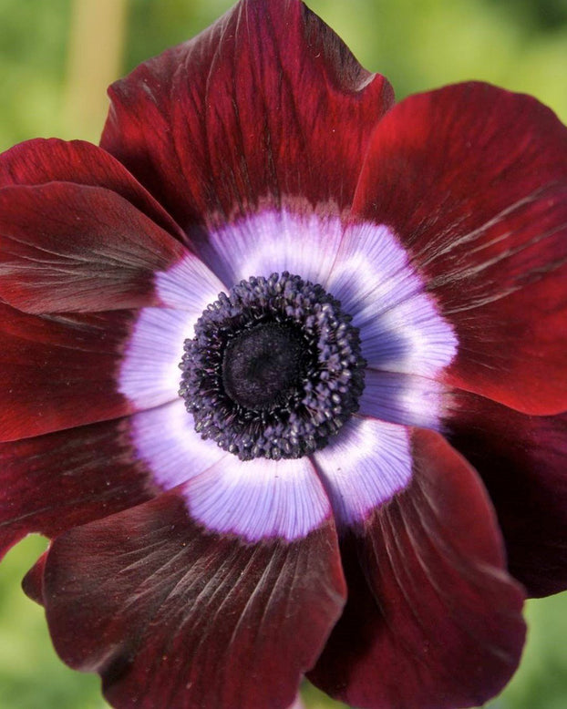 Anemone 'Mistral® Bordeaux'