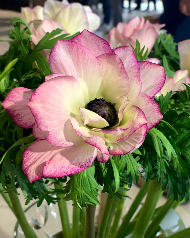 Anemone 'Mistral® Edge'