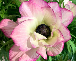 Anemone 'Mistral® Edge' Anemone 'Mistral® Edge'