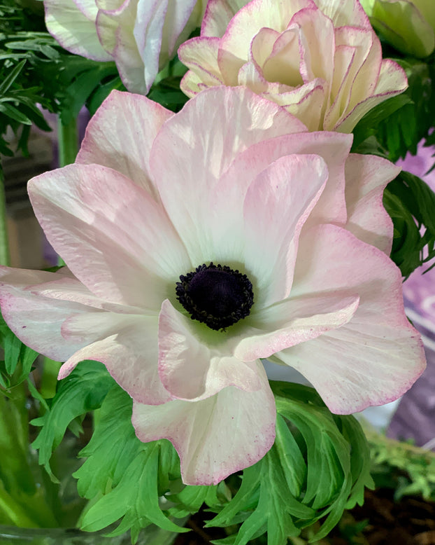 Anemone 'Mistral® Edge'