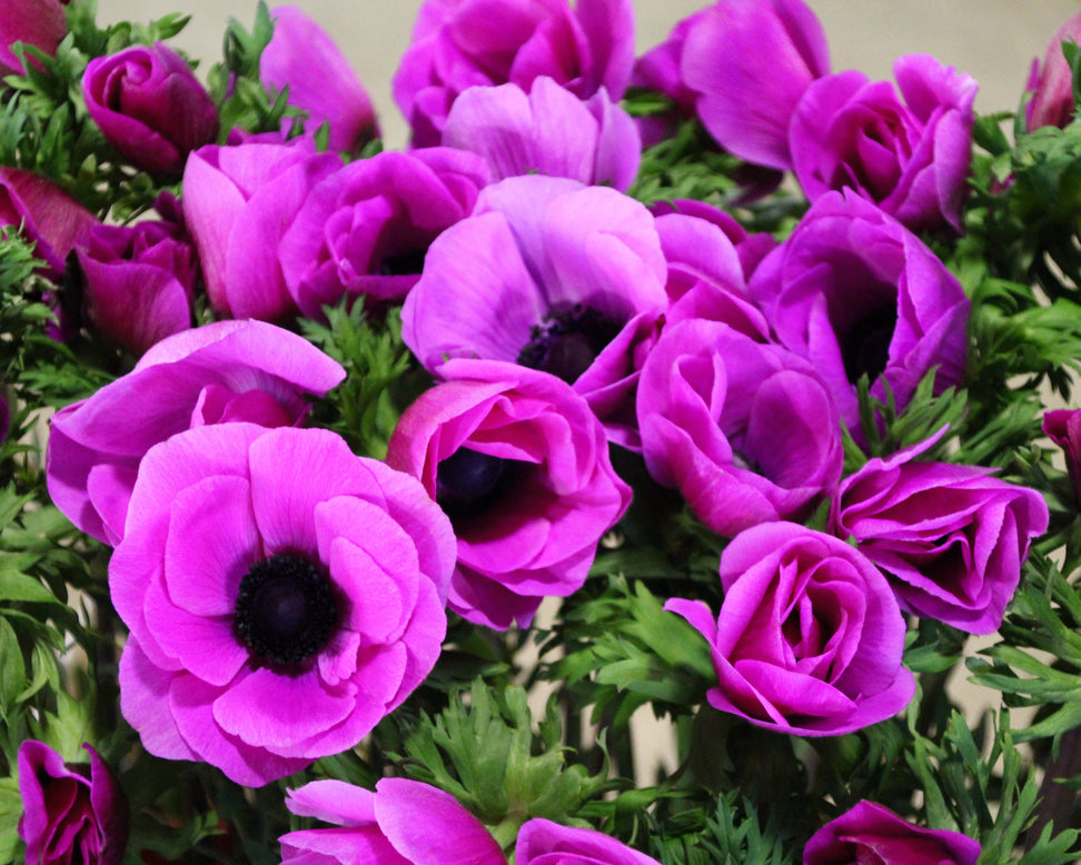 Anemone 'Mistral® Fucsia'