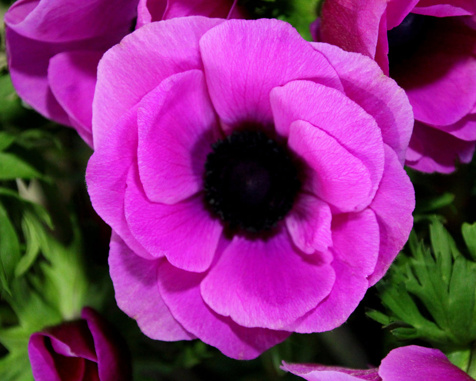 Anemone 'Mistral® Fucsia'