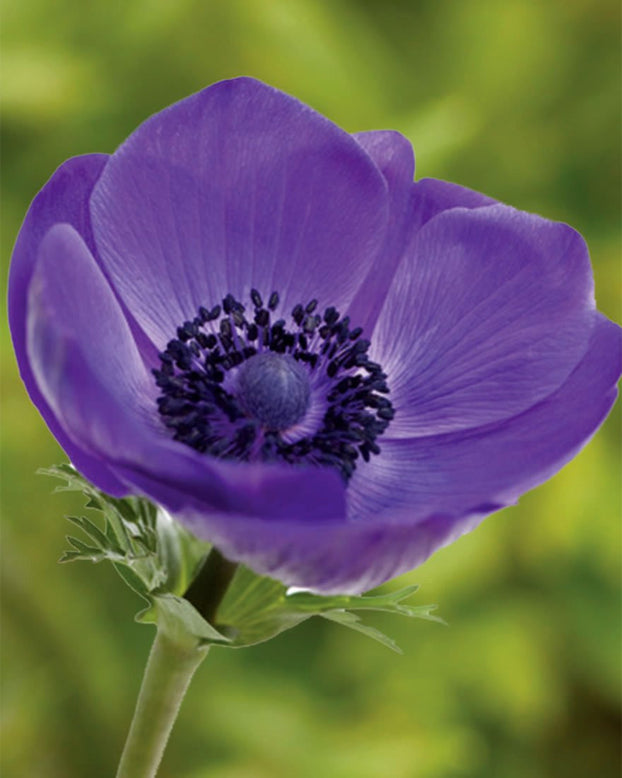 Anemone 'Mistral® Grape'