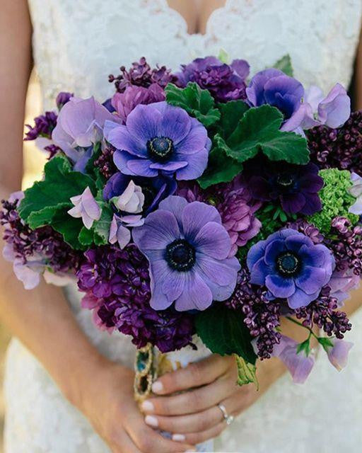 Anemone 'Mistral® Grape'