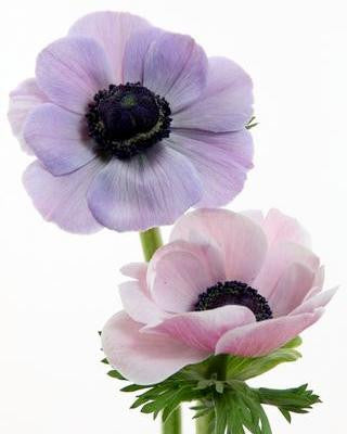 Anemone 'Mistral® Rarity'
