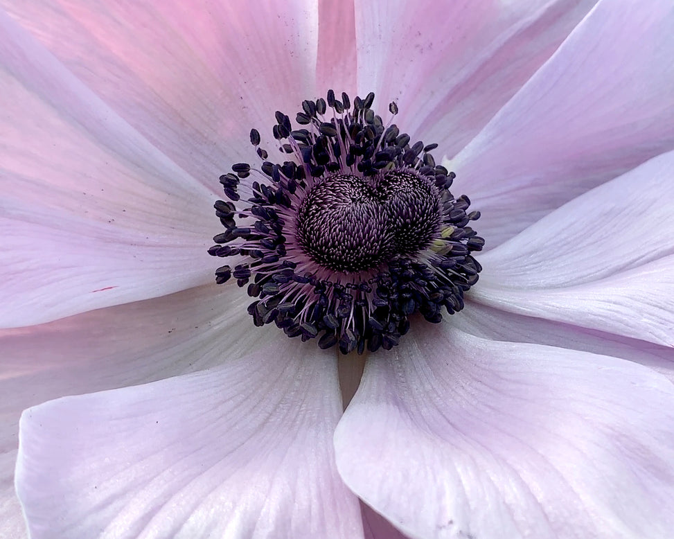 Anemone 'Mistral® Rarity'