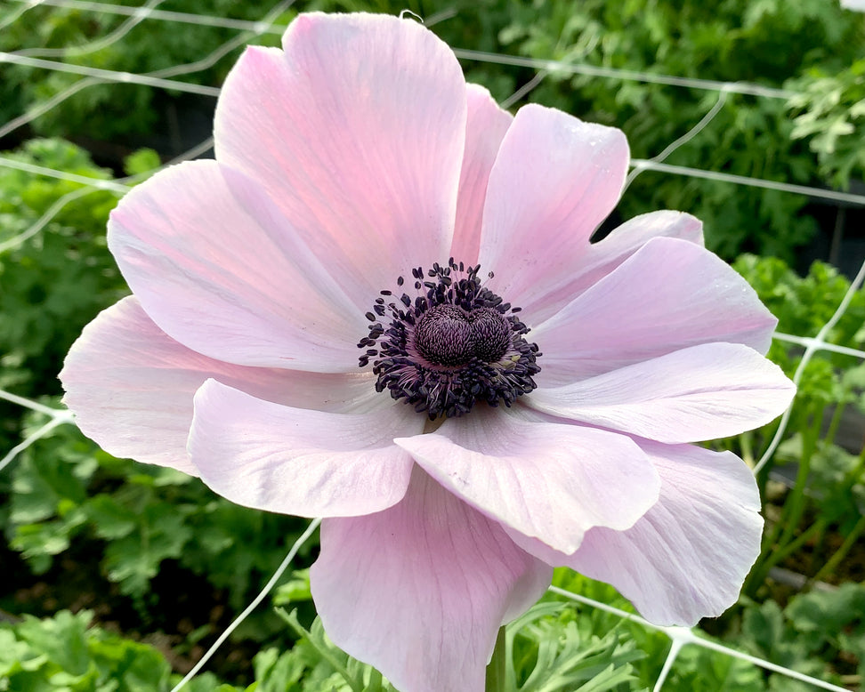Anemone 'Mistral® Rarity'