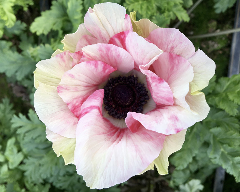 Anemone 'Mistral® Tigre'