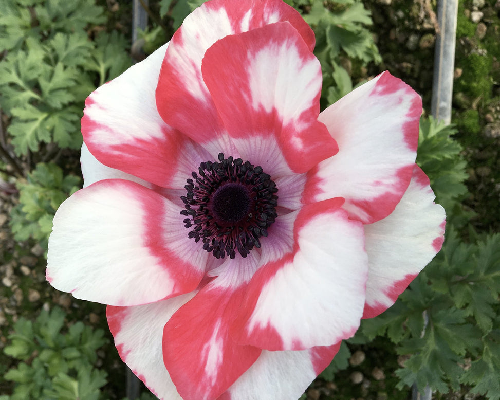 Anemone 'Mistral® Tigre'