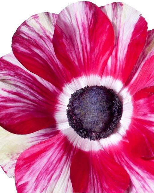 Anemone 'Mistral® Tigre'