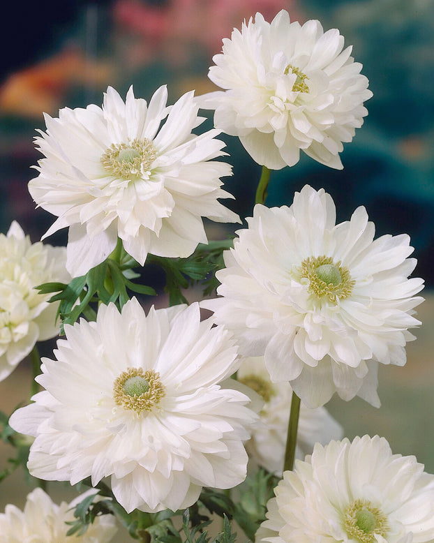 Anemone 'Mount Everest'