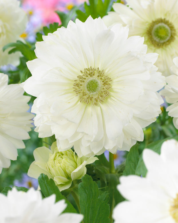 Anemone 'Mount Everest'