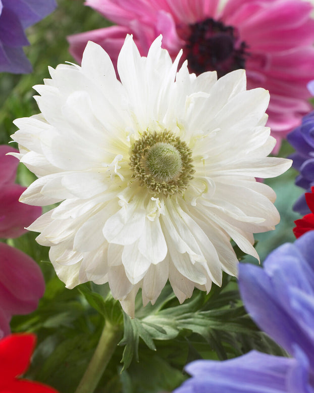 Anemone 'Mount Everest'