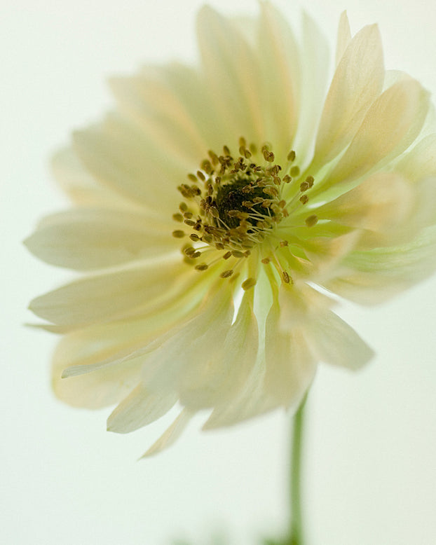 Anemone 'Mount Everest'