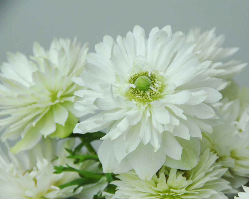 Anemone 'Mount Everest'