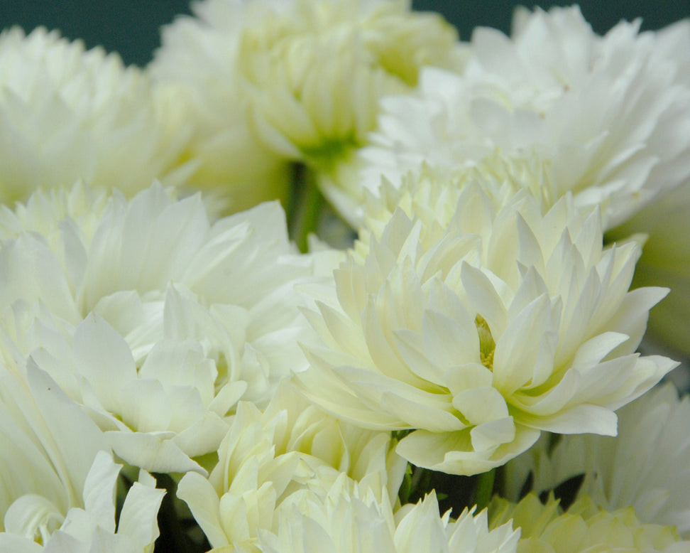 Anemone 'Mount Everest'