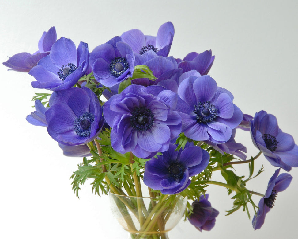 Flower BulbsMr Fokker Bulbs UK - 2