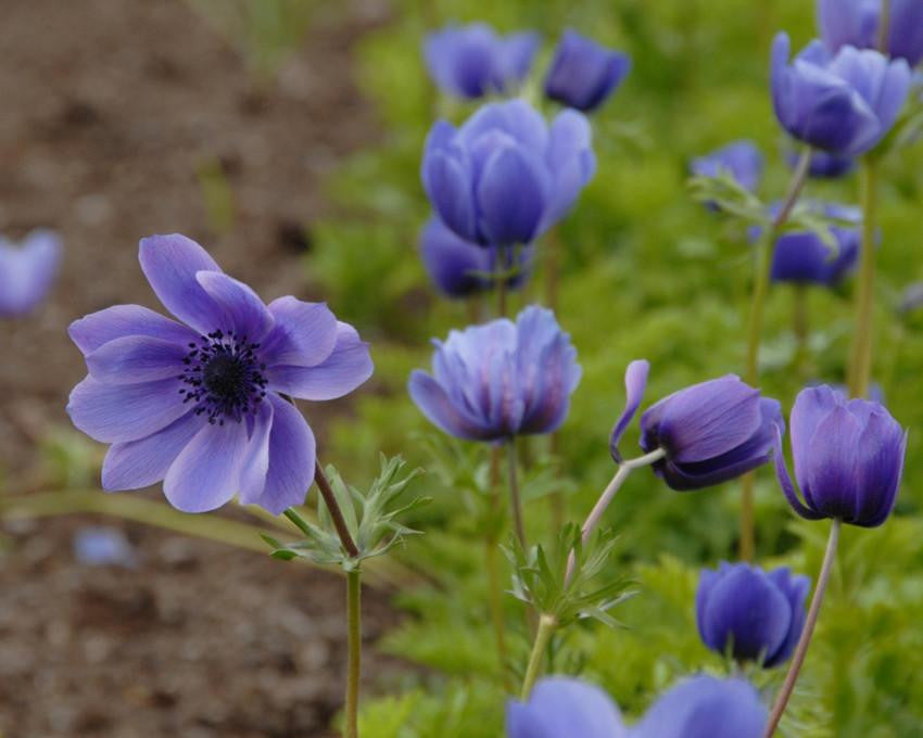 Flower BulbsMr Fokker Bulbs UK - 4