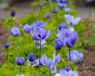 Anemone 'Mr Fokker' Anemone 'Mr Fokker'