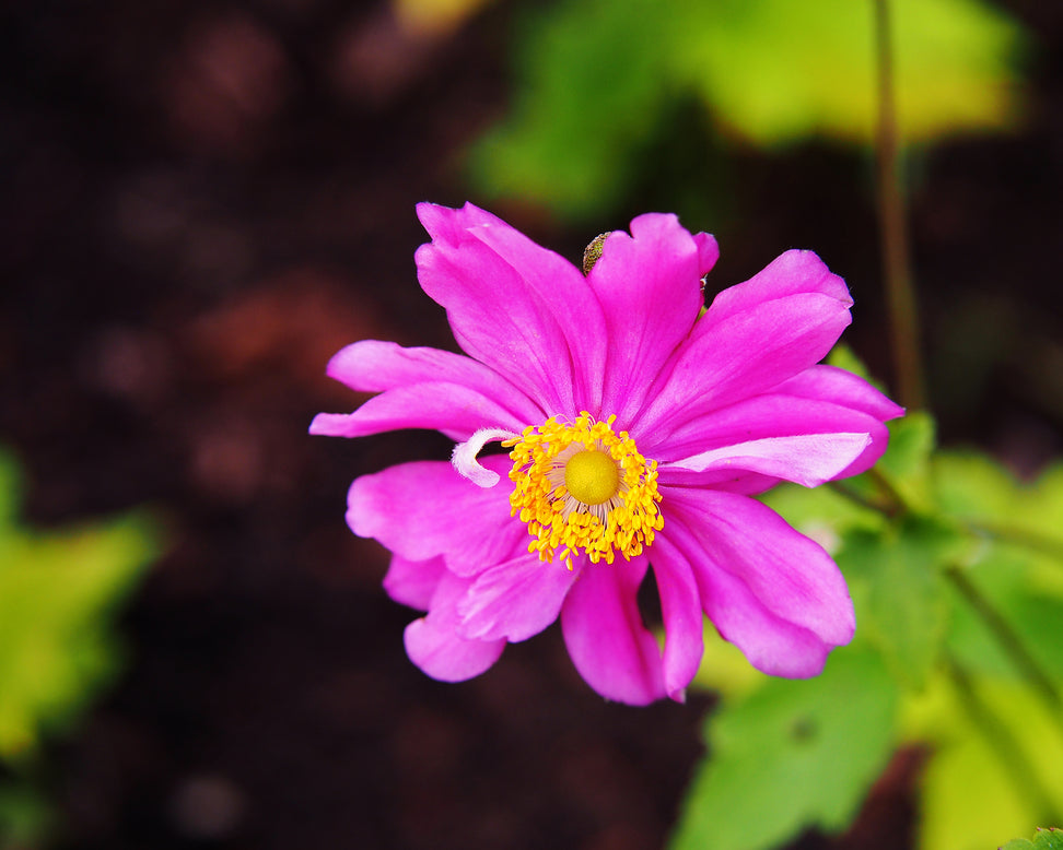 Anemone 'Prinz Heinrich'