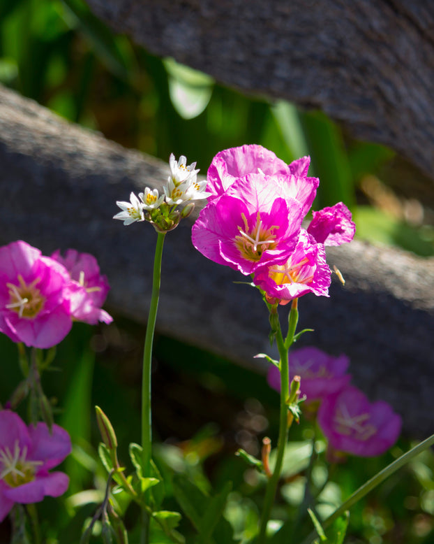 Anemone 'Prinz Heinrich'