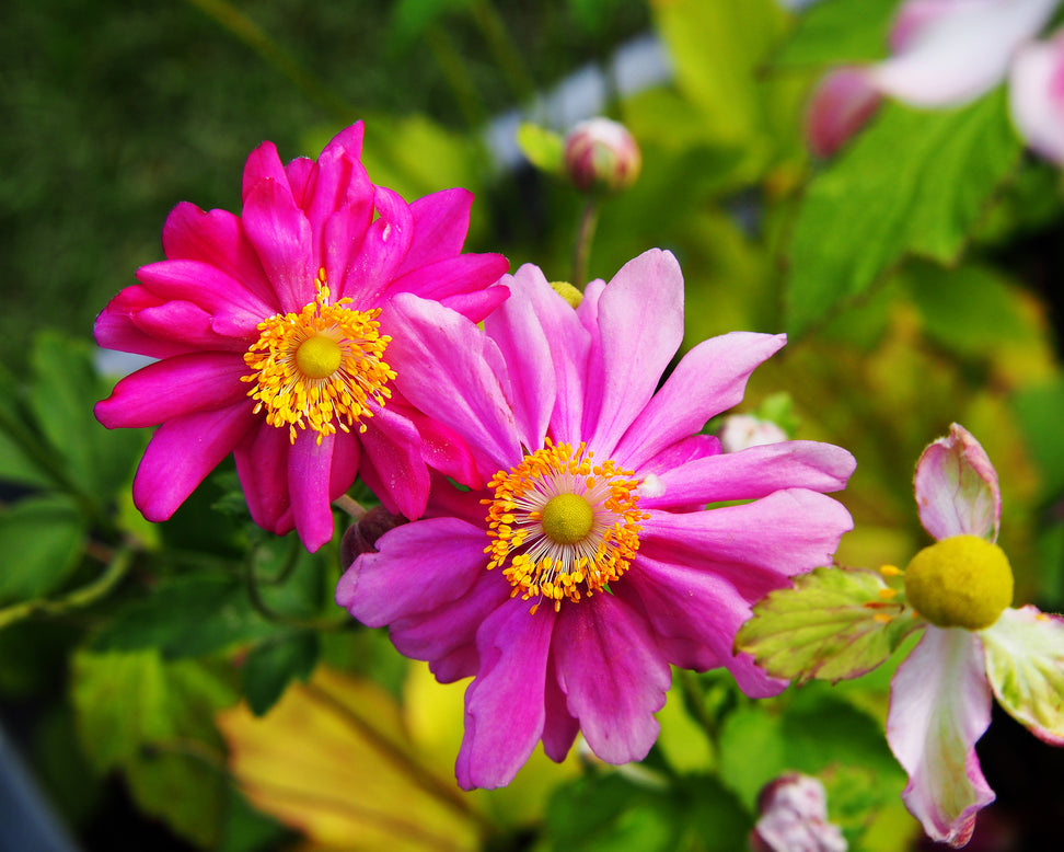 Anemone 'Prinz Heinrich'