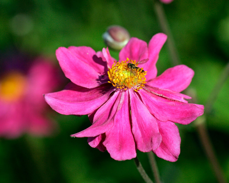 Anemone 'Prinz Heinrich'