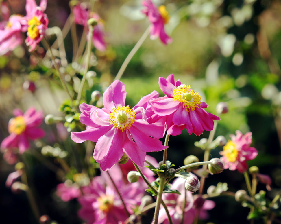 Anemone 'Prinz Heinrich'