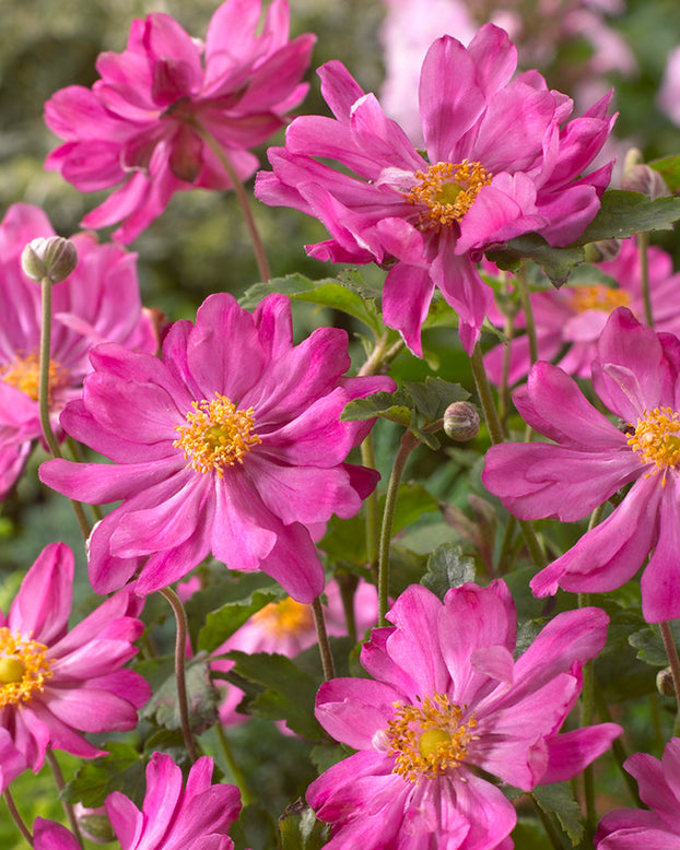 Anemone 'Prinz Heinrich'