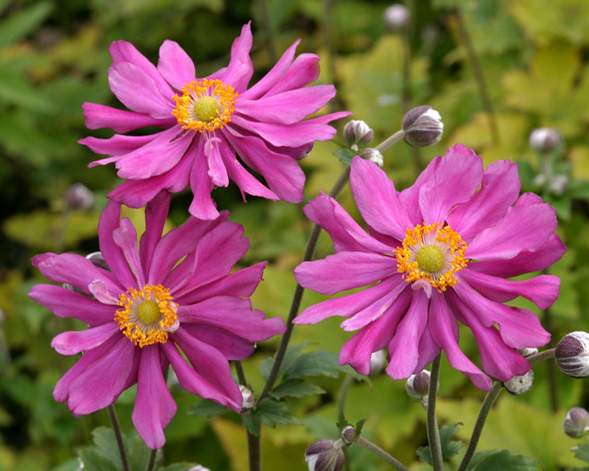 Anemone 'Prinz Heinrich'