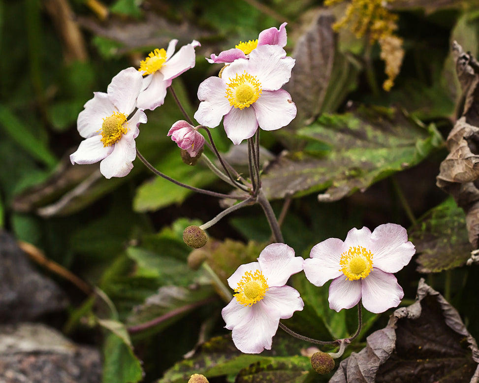Anemone 'September Charm'